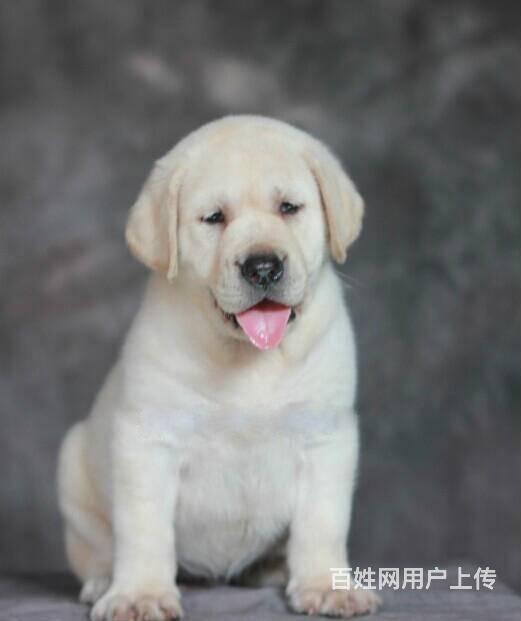 出售纯种拉布拉多犬 拉布拉多幼犬 签订协议的图片