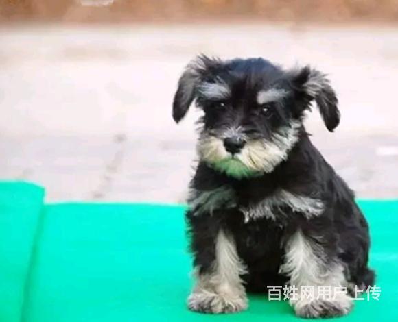 丽水买雪纳瑞去哪家店靠谱 靠谱雪纳瑞卖家的图片