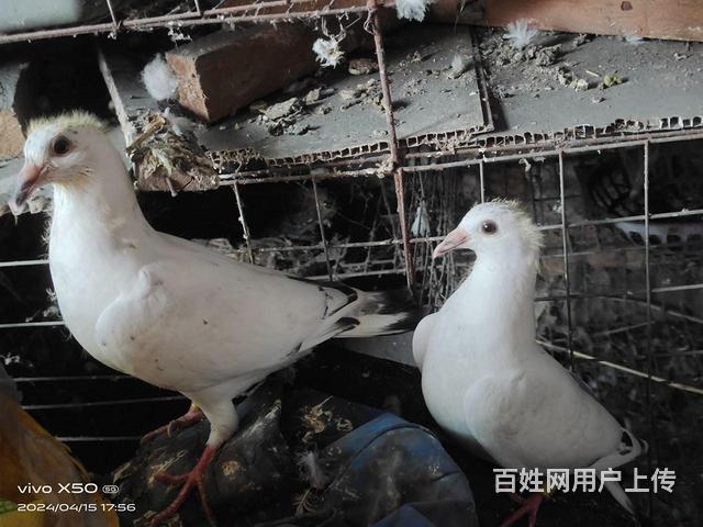 50一对的图片