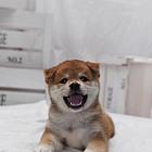 哪里有柴犬卖 哪里有柴犬图片 柴犬多少钱一只