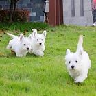 出售纯种西高地幼犬 多只可选 健康保障