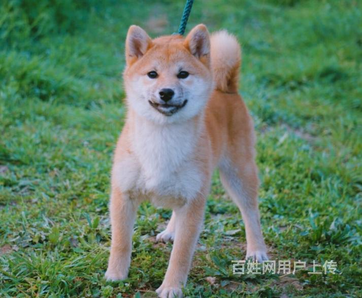 柴犬出售 日系名犬 忠诚小柴