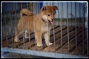 通化正规柴犬犬舍（优莱柴犬），欢迎来电咨询