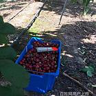 南阳新野建筑工出国劳务派遣司机厨师家政出国