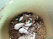 小白鼠，繁殖组，跳跳，红粉