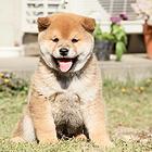 福州卖柴犬的养殖场，养殖场柴犬一般卖多少钱