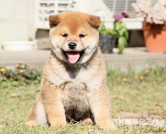 平顶山养柴犬的地方，卖柴犬的地方的图片
