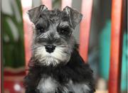 黄冈哪有繁殖雪纳瑞幼犬的，雪纳瑞幼犬多少钱一只