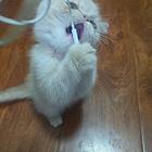 纯种加菲猫