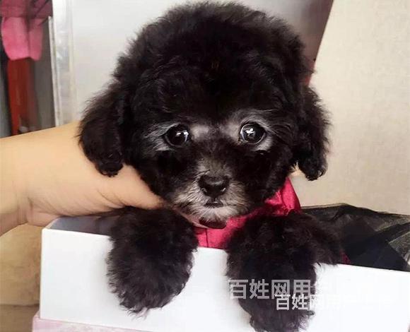 阿拉善买泰迪去哪家店靠谱纯种泰迪到底多少钱一只的图片