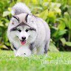 金昌哪里卖阿拉斯加狗狗阿拉斯加多少钱一只