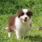 赛级纯种边境牧羊犬出售 黑白色边境牧羊犬价格