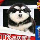普洱纯种阿拉斯加犬出售 终身质保 质量三包 签协议