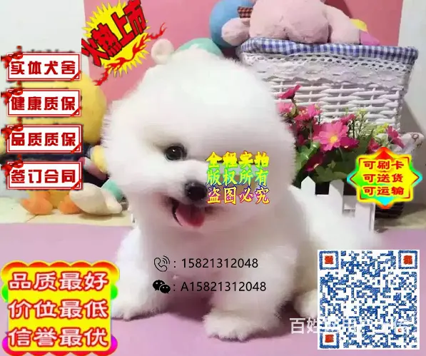 纯种哈多利博美俊介终身质保签订活体协议的图片