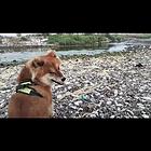 出售自家爱犬