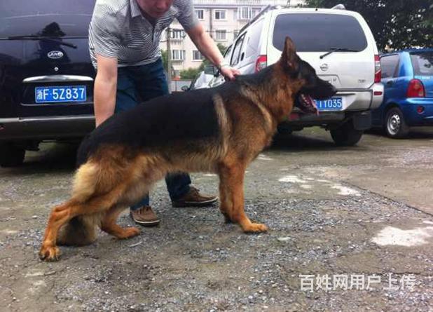 出售高品质德牧宝宝 赛级血统品相纯正确保健康