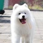 精品萨摩幼犬 特价推送 三年质保 保质保优
