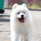 精品萨摩幼犬 特价推送 三年质保 保质保优
