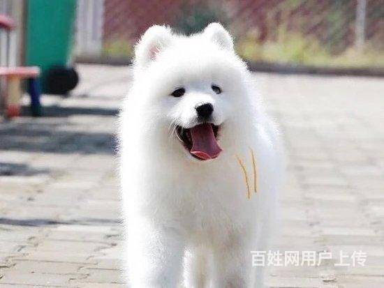 萨摩耶/ 赛级萨摩CKU认证带证书芯片疫苗完/的图片