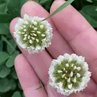 长春目前白三叶供应商