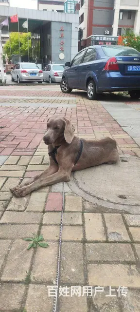 魏玛犬公六个月的图片