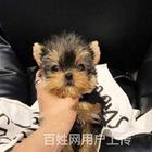 【货到付款】益阳约克夏多少钱一只 约克夏好养活吗？