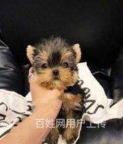 【货到付款】嘉兴约克夏多少钱一只 约克夏好养活吗？