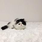 哪里有纯白棉花糖系列波斯猫卖的 波斯猫多少钱