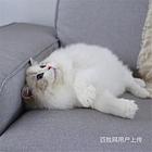 广东江门精品双血统布偶猫价钱