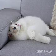 广东江门精品双血统布偶猫价钱