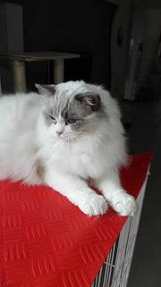 江门布偶猫基地◆卖布偶猫的地方