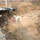 出售蒙古细犬