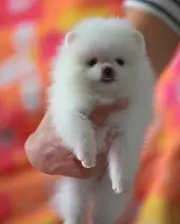 专业繁殖球体博美幼犬，黄色白色均有。