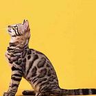哪里有卖孟加拉豹猫的 玫瑰纹空心纹金豹银豹