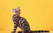 哪里有卖孟加拉豹猫的 玫瑰纹空心纹金豹银豹