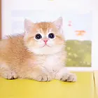 哪里有短毛猫卖的 纯种健康 短毛猫有什么习惯