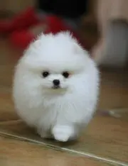 售哈多利血统博美犬 纯种博美可刷卡送家