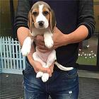 韶关养比格犬的地方，卖比格犬的地方