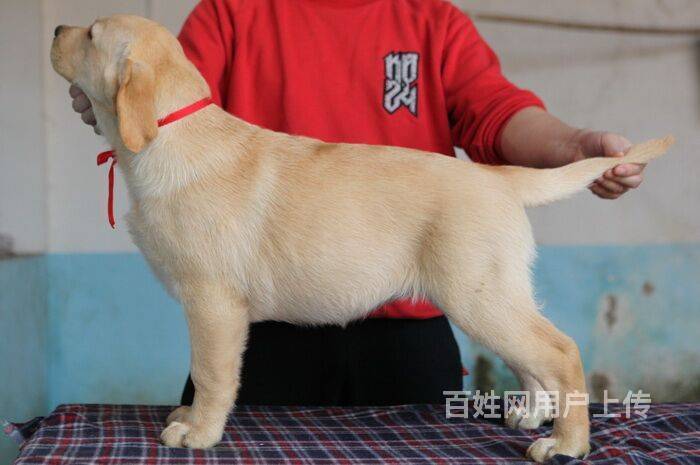 北京拉布拉多幼犬多少钱 纯种拉布拉多颜色齐全