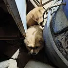 出售自家鱼塘狗