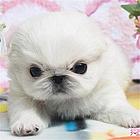 连云港【十年老店】常年繁殖优质血统京巴幼犬