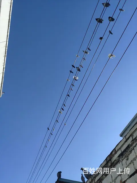 信鸽出售的图片