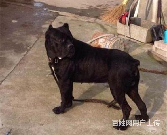 泰安如何挑选好看的卡斯罗 卡斯罗怎么挑选技巧的图片
