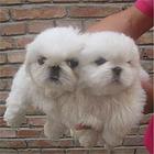 洛阳【十年老店】常年繁殖优质血统京巴幼犬