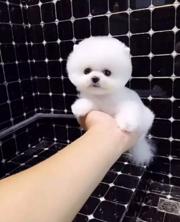 唐山哪里有卖博美的 三个月博美幼犬多少钱 博美价格