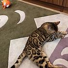 开封出售纯种孟加拉豹猫 豹猫图片纯种豹猫多少钱