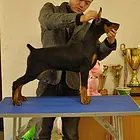 出售纯种杜宾犬、带科目、杜宾犬多少钱一只