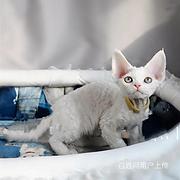 湖北咸宁纯种德文幼猫怎么卖