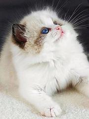 新乡本地哪里出售布偶猫布偶猫多少钱布偶猫图片