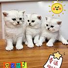 猫咪在线找家长